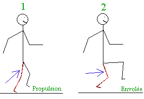 Mouvement de gambade (propulsion et envol)
